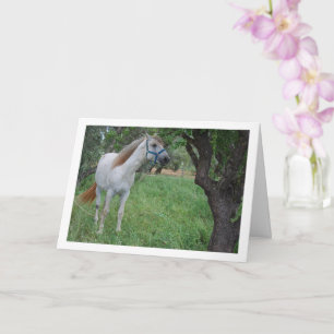 Tarjeta Caballo blanco en campo de hierba
