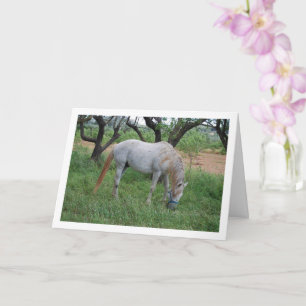 Tarjeta Caballo blanco enredando en campo de hierba