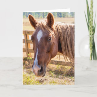 Tarjeta Caballo con luz solar. Fotografía en blanco dentro