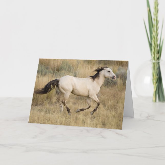 Tarjeta Caballo corriendo por la hierba de Prairie (Anverso)