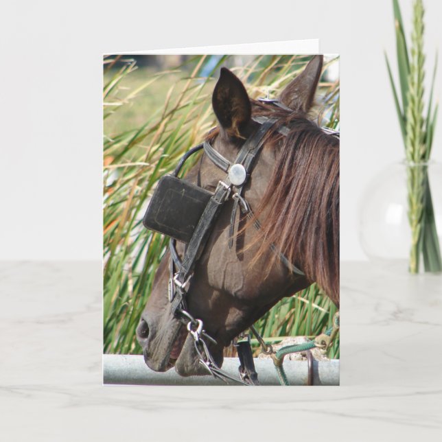 Tarjeta Caballo de Amish en un punto crítico (Anverso)