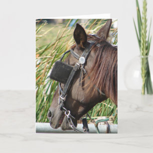 Tarjeta Caballo de Amish en un punto crítico