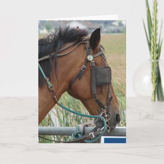 Tarjeta Caballo de Bonito (Anverso)