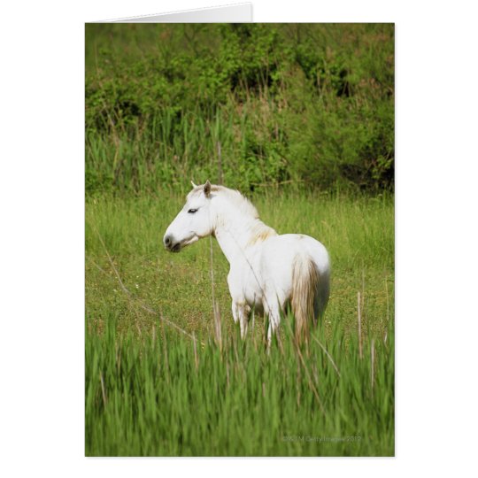 Tarjeta Caballo de Camargue en el Alpes Cote d'Azur del