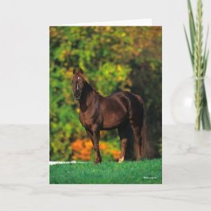 Tarjeta Caballo de Montaña Rocky Bob Langrish de otoño