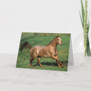 Tarjeta Caballo del Appaloosa que corre en campo herboso