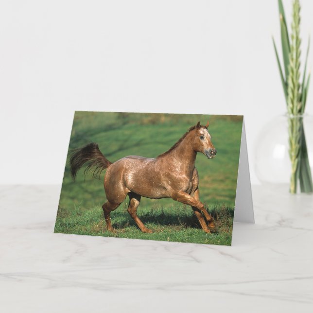 Tarjeta Caballo del Appaloosa que corre en campo herboso (Anverso)