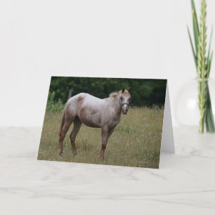 Tarjeta Caballo del Appaloosa que se coloca en la hierba