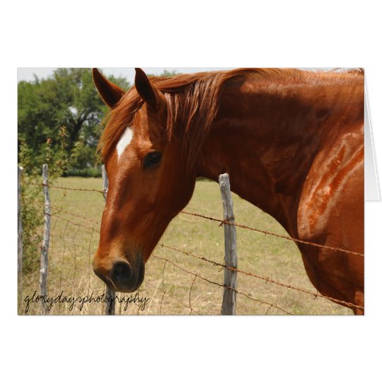 Tarjeta Caballo del país de la colina de Tejas