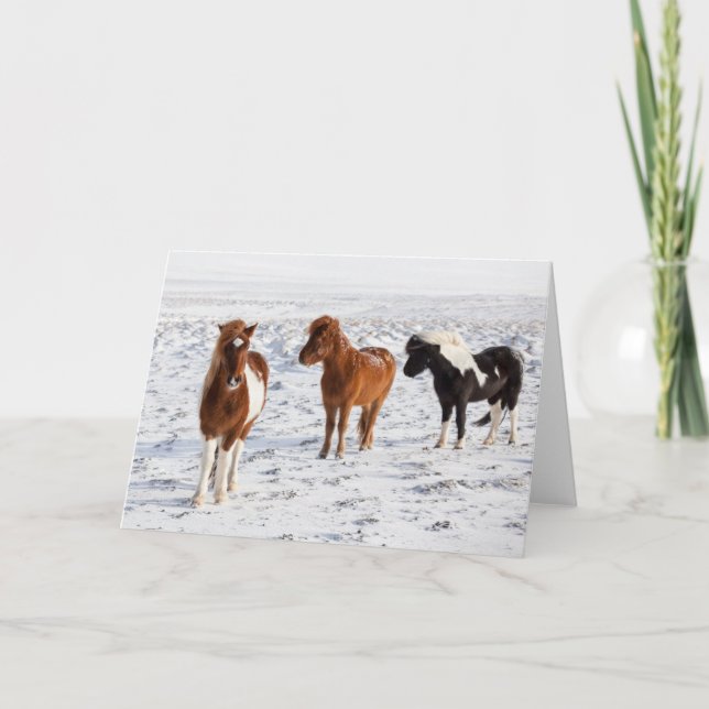 Tarjeta Caballo islandés con pelaje típico de invierno (Anverso)