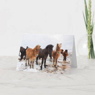 Tarjeta Caballo islandés durante el invierno en Islandia