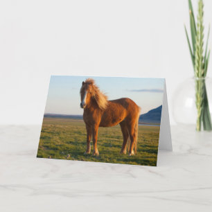 Tarjeta Caballo islandés en luz del atardecer