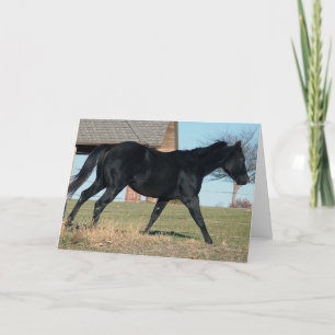 Tarjeta Caballo negro llamado Jack