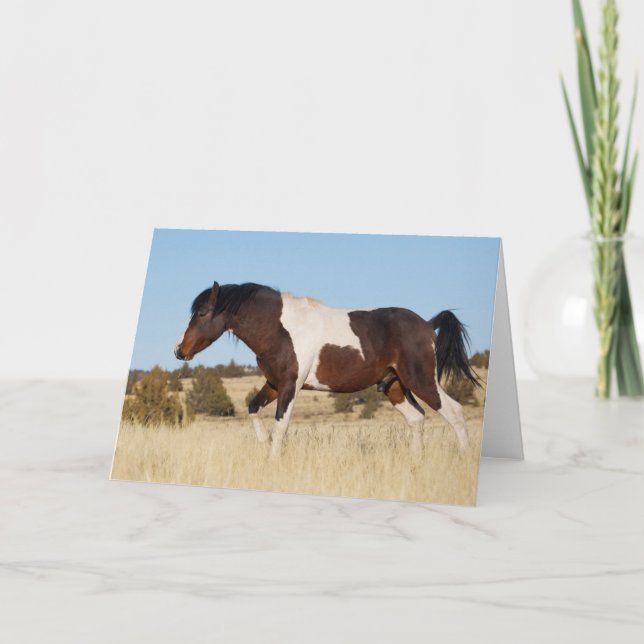 Tarjeta Caballo salvaje, montañas Steens (Anverso)