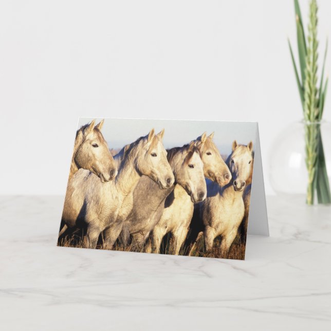 Tarjeta Caballos de Camarga (Eguus caballus) (Anverso)