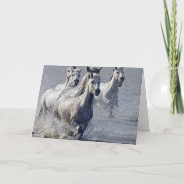 Tarjeta Caballos de Camargue que corren en la región (Anverso)