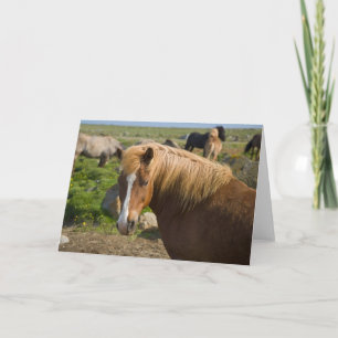 Tarjeta Caballos islandeses en el noreste de Islandia