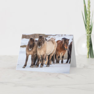 Tarjeta Caballos islandeses en invierno cerca de Hofn, Isl