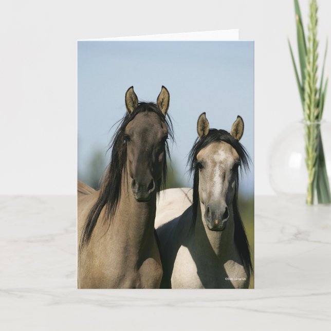 Tarjeta Caballos Kiger Mustang en la cabeza (Anverso)