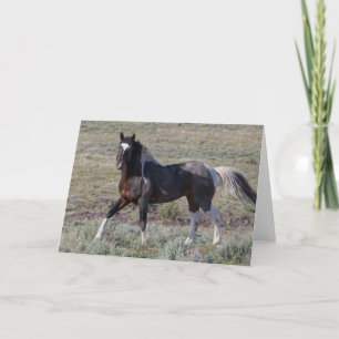 Tarjeta Caballos salvajes después de un baño de polvo