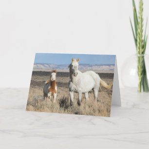 Tarjeta Caballos salvajes en casa en la cuenca de Sandwash