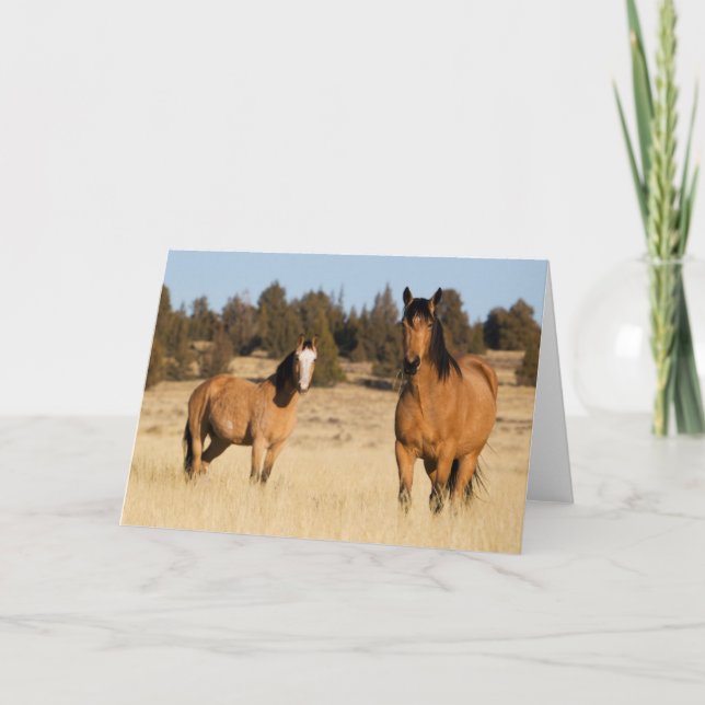Tarjeta Caballos Salvajes, Montañas Steens (Anverso)