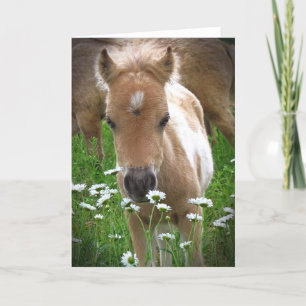Tarjeta Caballos y maricas