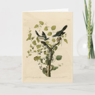 Tarjeta Cabeza de leñador Shrike de Aves de América de Aud