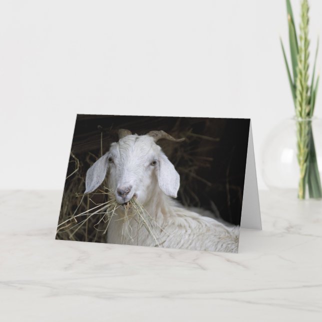 Tarjeta Cabra blanca - fotografía animal linda (Anverso)