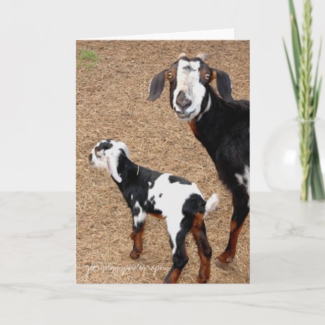 Tarjeta cabra, glorydaysphotography (Anverso)