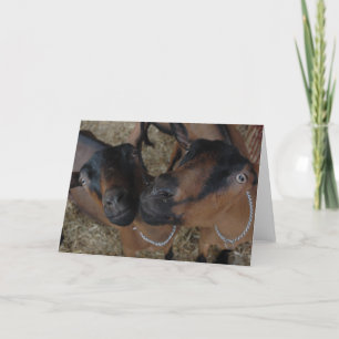 Tarjeta cabras