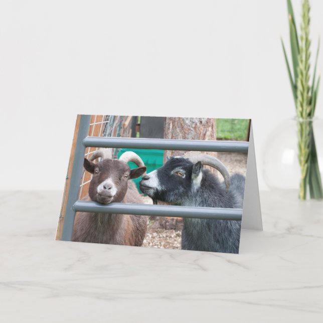 Tarjeta ¡Cabras Acurrucadas! (Anverso)