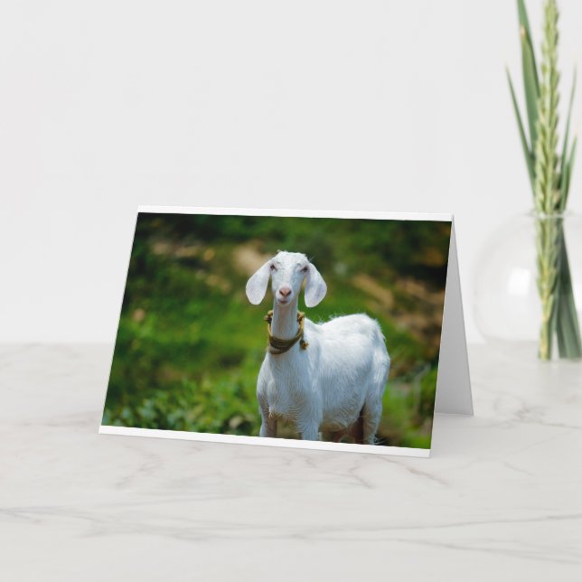 Tarjeta Cabras y cabras (1) (Anverso)