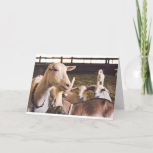 Tarjeta Cabras y cabras (10)