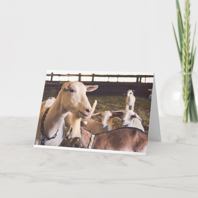 Tarjeta Cabras y cabras (10) (Anverso)