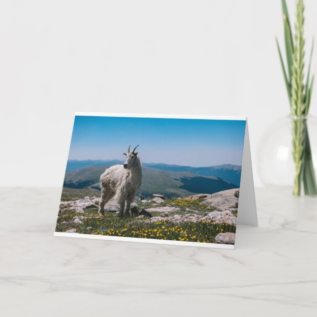 Tarjeta Cabras y cabras (17) (Anverso)