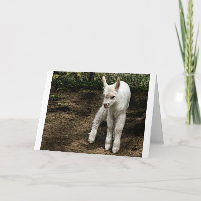 Tarjeta Cabras y cabras (20) (Anverso)