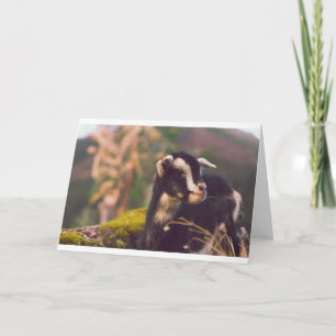 Tarjeta Cabras y cabras (31)