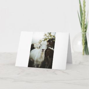 Tarjeta Cabras y cabras (40)
