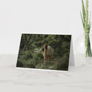 Tarjeta Cabras y cabras (42)