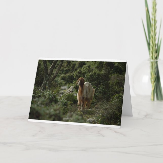 Tarjeta Cabras y cabras (42) (Anverso)