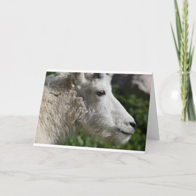 Tarjeta Cabras y cabras (44) (Anverso)