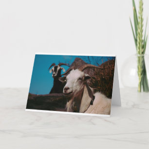 Tarjeta Cabras y cabras (47)