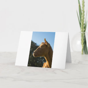 Tarjeta Cabras y cabras (64)