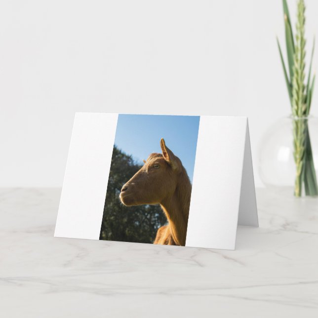 Tarjeta Cabras y cabras (64) (Anverso)