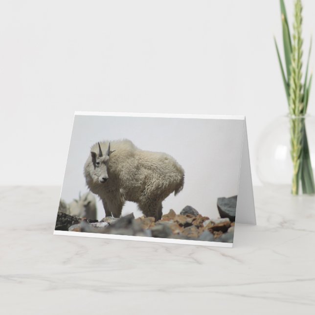 Tarjeta Cabras y cabras (68) (Anverso)