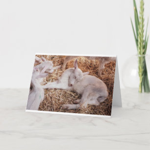 Tarjeta Cabras y cabras y cabras (16)