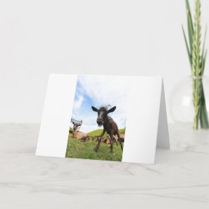 Tarjeta Cabras y cabras y cabras (55)