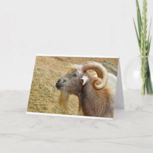 Tarjeta Cabras y cabras y cabras (66)