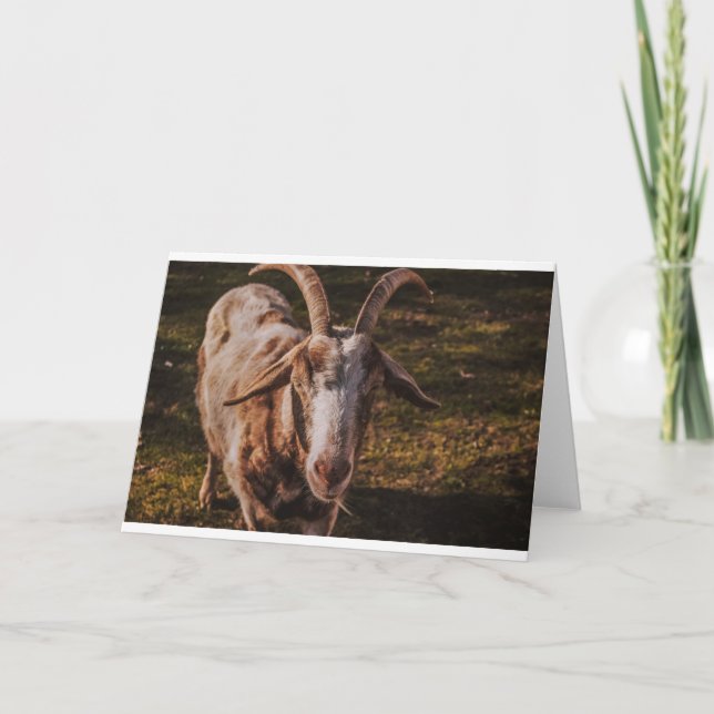 Tarjeta Cabras y cabras y cabras (84) (Anverso)